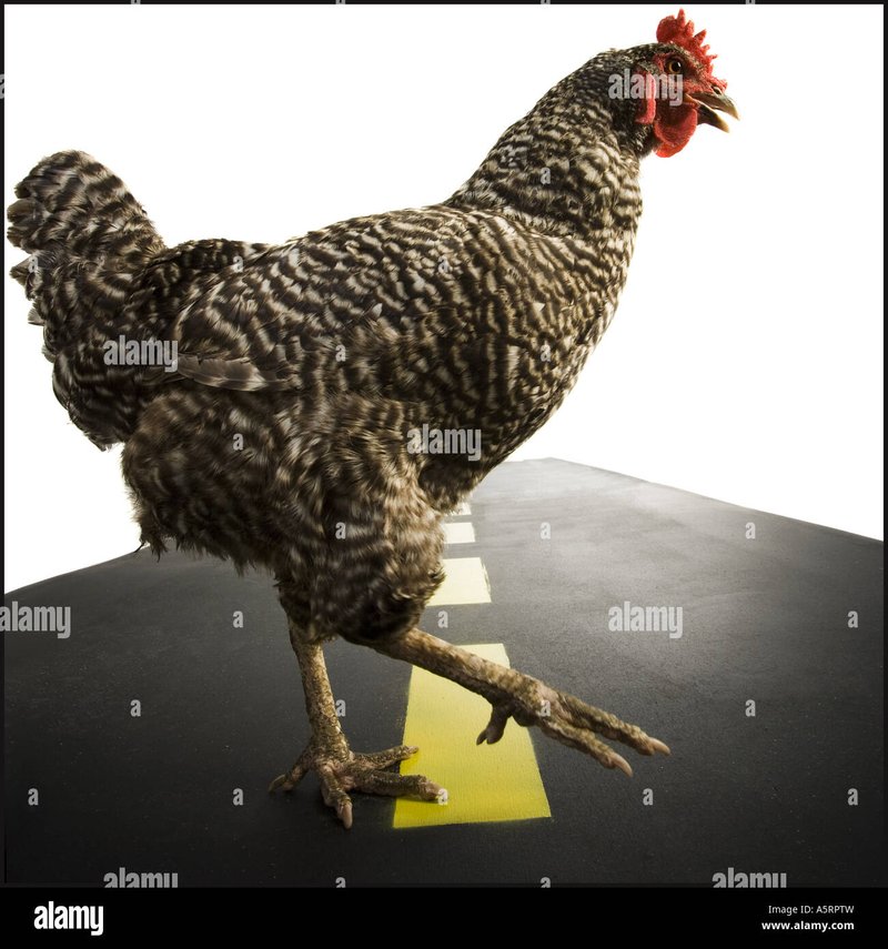 Chicken road 2 játék - Csodás Újrajátszás: Megérkezett a Chicken Road 2 Magyarországra