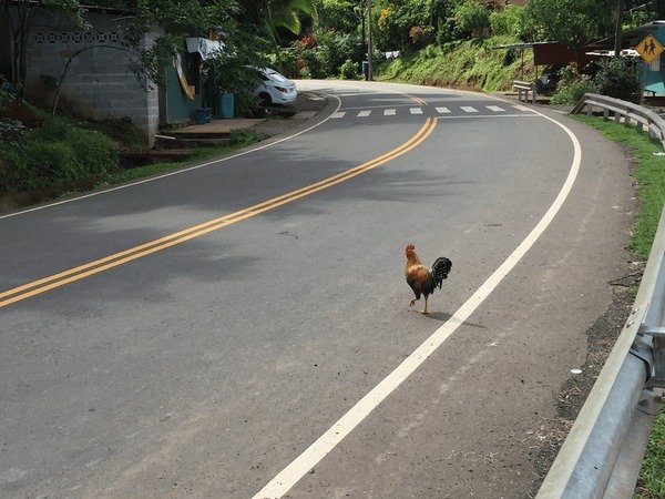 Netherlands - chicken road online